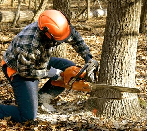 Tree Removal in Clayton Lake, ME